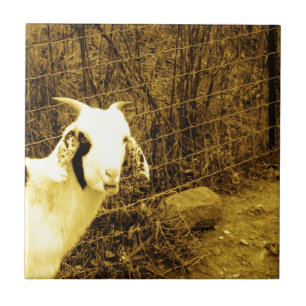 Azulejo De Cerâmica Sépia tom Goat