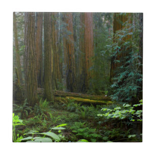 Azulejo De Cerâmica Sequóias em Muir Woods National Park