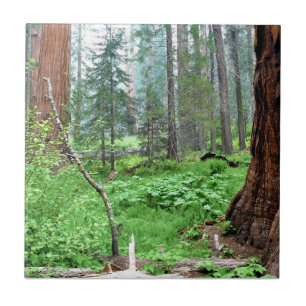 Azulejo De Cerâmica Sequoias gigantes em Grant Grove, CA