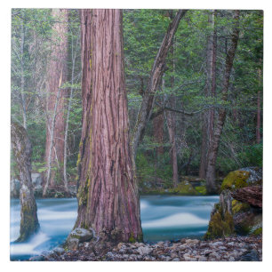 Azulejo De Cerâmica Sequoias & Rio Merced Parque Nacional de Yosemite,