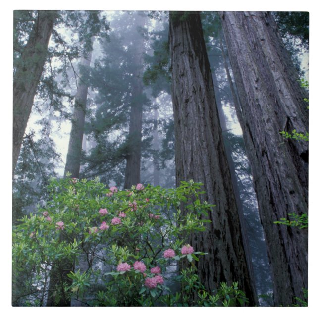 Azulejo De Cerâmica Sequoias Vermelhas e Rhododendrons (Frente)