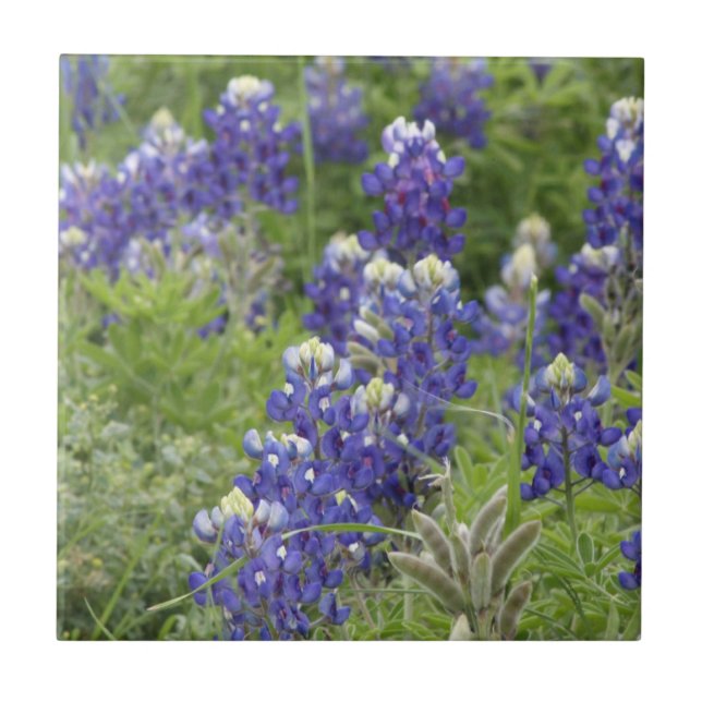Azulejo De Cerâmica Série SJefferson Texas Bluebonnets nº 2 (Frente)