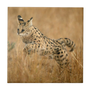 Azulejo De Cerâmica Serval (Leptailurus Serval) Saltando