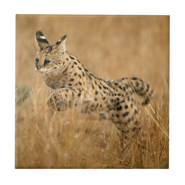 Azulejo De Cerâmica Serval (Leptailurus Serval) Saltando (Frente)