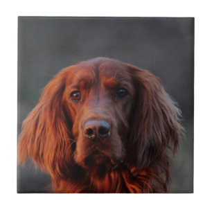 Azulejo De Cerâmica Setter irlandês