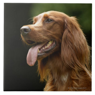 Azulejo De Cerâmica Setter irlandês 2