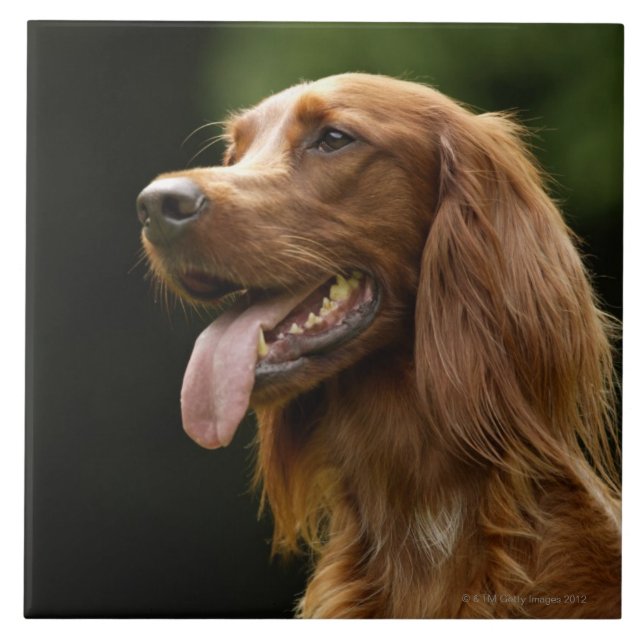 Azulejo De Cerâmica Setter irlandês 2 (Frente)