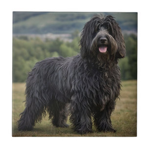 Azulejo De Cerâmica "Shaggy Elegance: The Black Bergamasco Sheepdog"