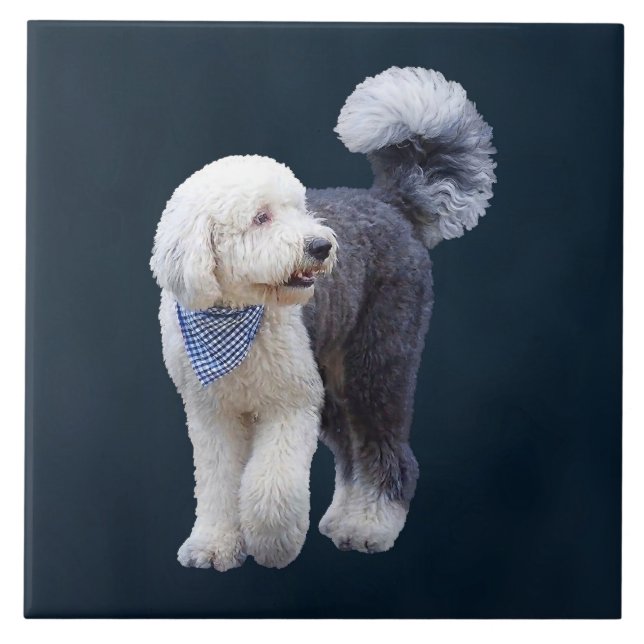 Azulejo De Cerâmica Sheepadoodle Com Cachecol Xadrez Azul (Frente)