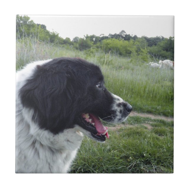 Azulejo De Cerâmica Sheepdog búlgaro (Frente)