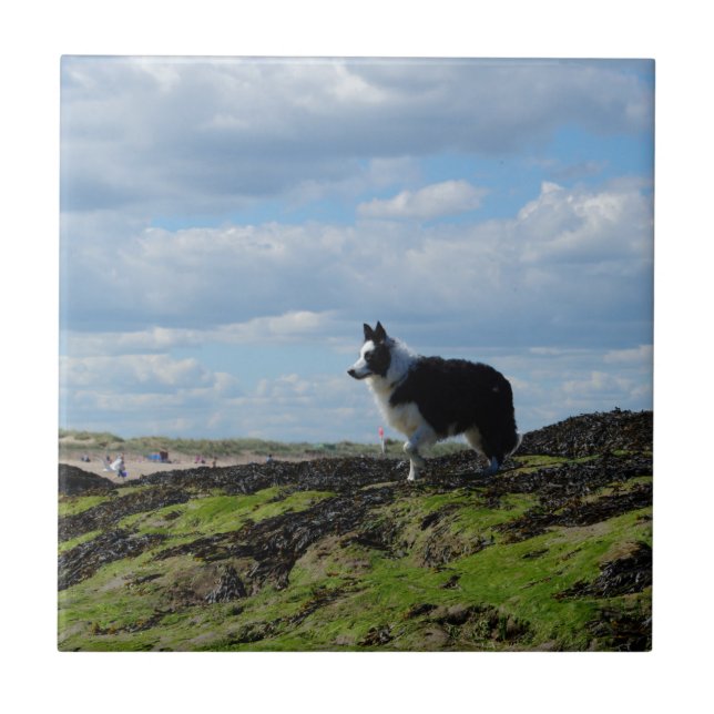 Azulejo De Cerâmica Sheepdog pronto em rochas (Frente)