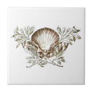 Azulejo De Cerâmica Shell branco