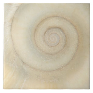 Azulejo De Cerâmica Shell - concologia - espiral branca