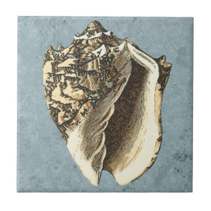 Azulejo De Cerâmica Shell de Conch com Lavagem