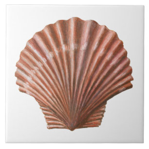 Azulejo De Cerâmica Shell de expansão