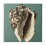 Azulejo De Cerâmica Shell Teal Conch<br><div class="desc">Nesta bela e clássica concha preta e branca,  você pode ver o sombreamento de uma concha natural muito afiada e clara.  Você pode se imaginar na praia caçando conchas ou brincando na areia. Consiga esta arte náutica de concha de coleira em teal nos seus produtos favoritos hoje!</div>