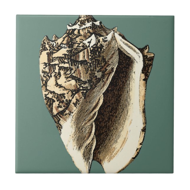 Azulejo De Cerâmica Shell Teal Conch (Frente)