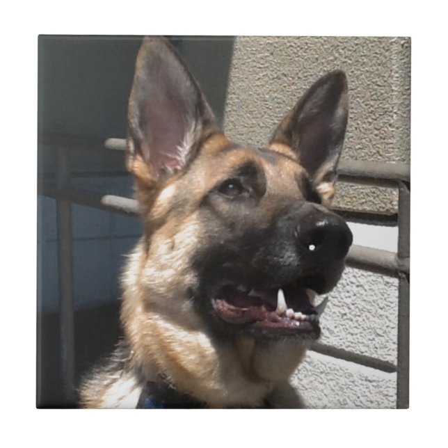 Azulejo De Cerâmica Shep (Frente)