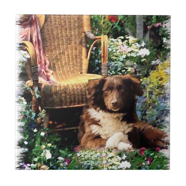 Azulejo De Cerâmica Shepherd Dog Art Australiano (Frente)