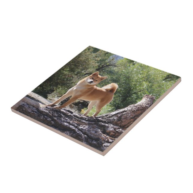 Azulejo De Cerâmica Shiba Inu (Lateral)