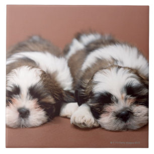 Azulejo De Cerâmica Shih Tzu