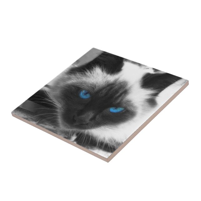 Azulejo De Cerâmica Siamese Cat (Lateral)