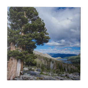 Azulejo De Cerâmica Sierra Juniper e Árvores Sempre Verdes 2