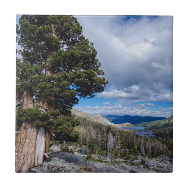 Azulejo De Cerâmica Sierra Juniper e Árvores Sempre Verdes 2 (Frente)