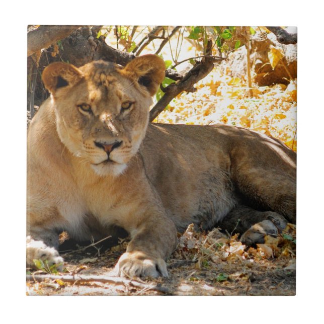 Azulejo De Cerâmica Siesta Time (Frente)