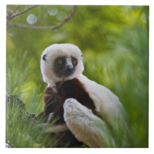 Azulejo De Cerâmica Sifaka de Coquerel na floresta 2