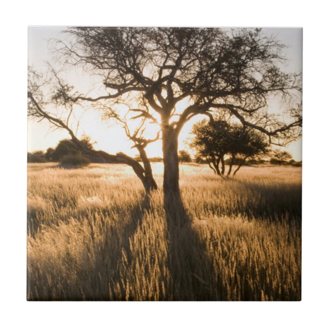 Azulejo De Cerâmica Silhueta De Acácia Em Grama. Mariental (Frente)