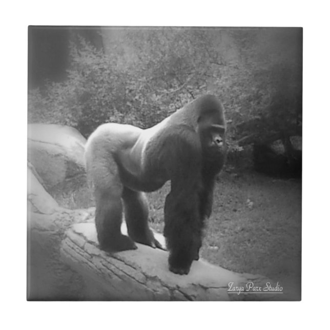 Azulejo De Cerâmica Silveback Gorilla (Frente)
