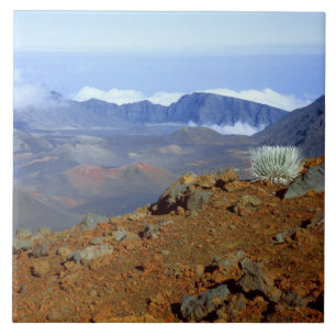 Azulejo De Cerâmica Silversword no cume da cratera Haleakala de perto