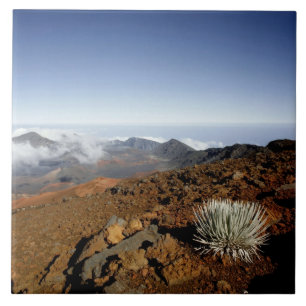 Azulejo De Cerâmica Silversword no cume da cratera Haleakala de perto