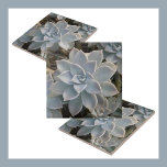 Azulejo De Cerâmica Silvery Blue Succulents Botânico Natural<br><div class="desc">Azulejos cerâmicos desenhados pela Natureza! com azul-prateado, cinzas e óculos Echeveria verdes com pistas de sombras cor-de-rosa e escuras é um belo e elegante design botânico. Este é um de dois designs coordenadores e recursos maiores, mas menos clusters desses dramáticos sucessos. Esta imagem é uma fotografia botânica original de JLW_PHOTOGRAPHY....</div>