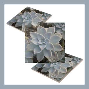 Azulejo De Cerâmica Silvery Blue Succulents Botânico Natural