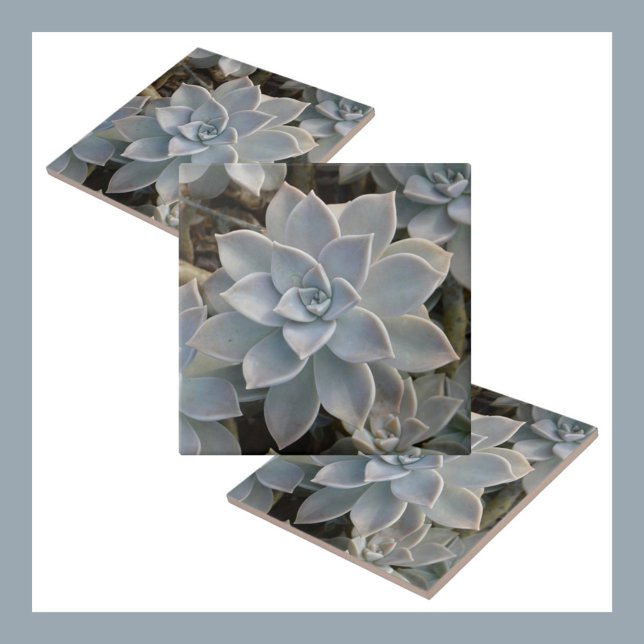 Azulejo De Cerâmica Silvery Blue Succulents Botânico Natural (Criador carregado)