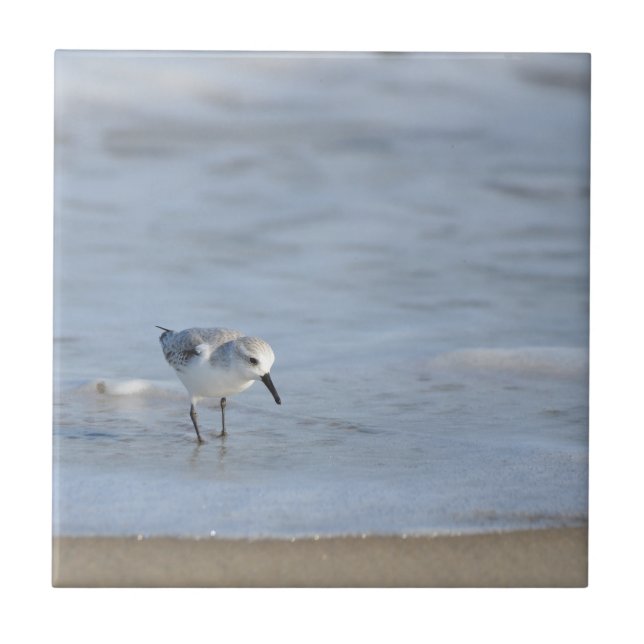 Azulejo De Cerâmica Single Sandpiper walking on beach  (Frente)
