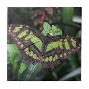 Azulejo De Cerâmica Siproeta stelenes