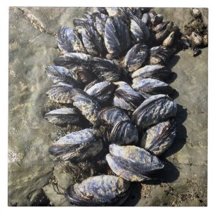 Azulejo De Cerâmica Sisters Rock State Park, Costa do Oregon