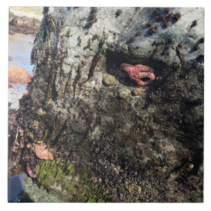 Azulejo De Cerâmica Sisters Rock State Park, Costa do Oregon