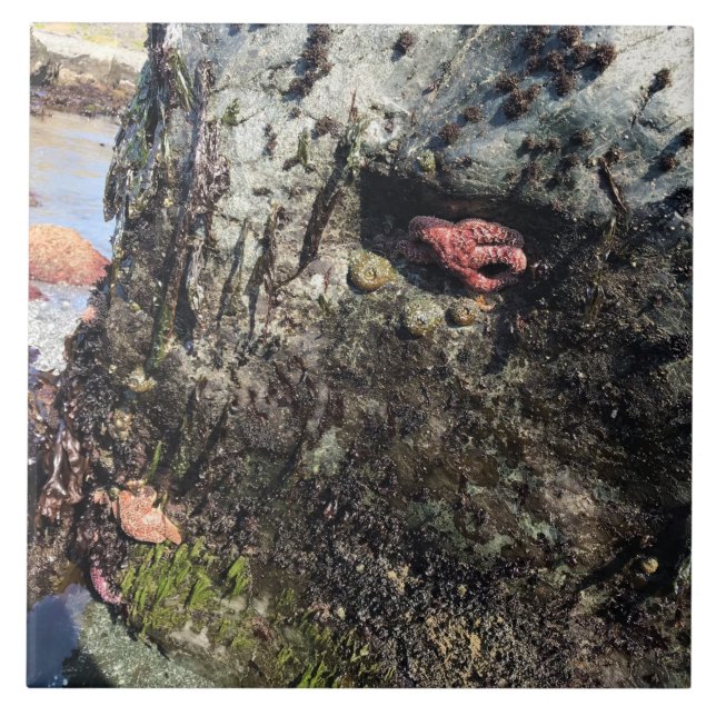 Azulejo De Cerâmica Sisters Rock State Park, Costa do Oregon (Frente)