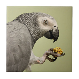 Azulejo De Cerâmica Snacking intenso de papagaios da Cinza africana do