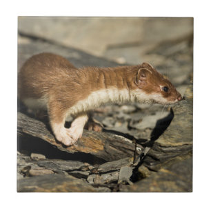 Azulejo De Cerâmica Sniffing Weasel