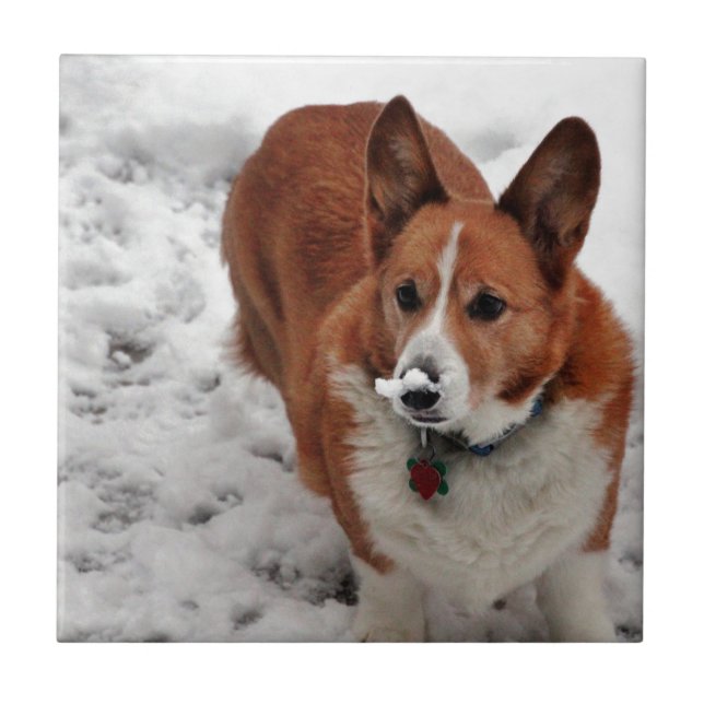 Azulejo De Cerâmica Snout da neve de Charlie (Frente)