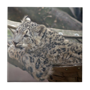 Azulejo De Cerâmica Snow Lepard