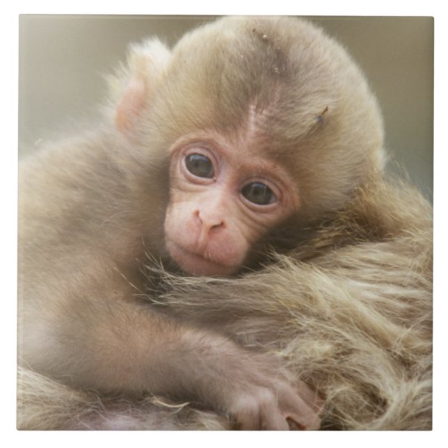 Azulejo De Cerâmica Snow Monkey Baby, Jigokudani, Nagano, Japão 2 (Frente)