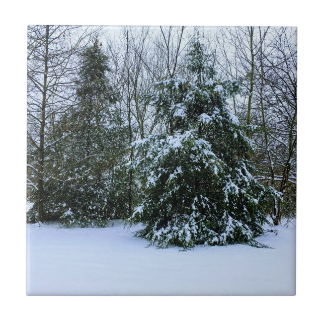 Azulejo De Cerâmica Snowy Cedars (Frente)