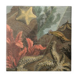 Azulejo De Cerâmica Sob o mar<br><div class="desc">Vá por debaixo d'água para explorar o mar com todas essas diferentes criaturas marinhas. Esta obra de arte safra é uma adição perfeita a qualquer amante de anêmonas marinhos. Ele captura a vida marinha com peixes-espinhos, algas, algas e outras criaturas marinhas. Pegue seu impressão de arte hoje em dia em...</div>