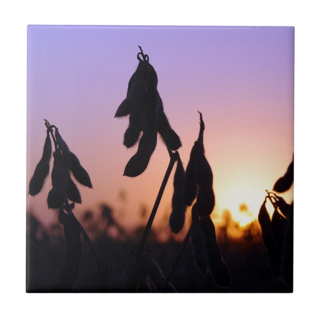 Azulejo De Cerâmica Soja no Sunset (Frente)